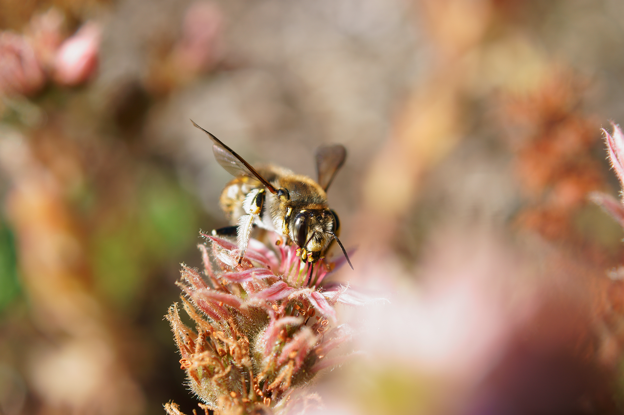 Makroaufnahme einer Biene Outdoor Fotografie Westerwald