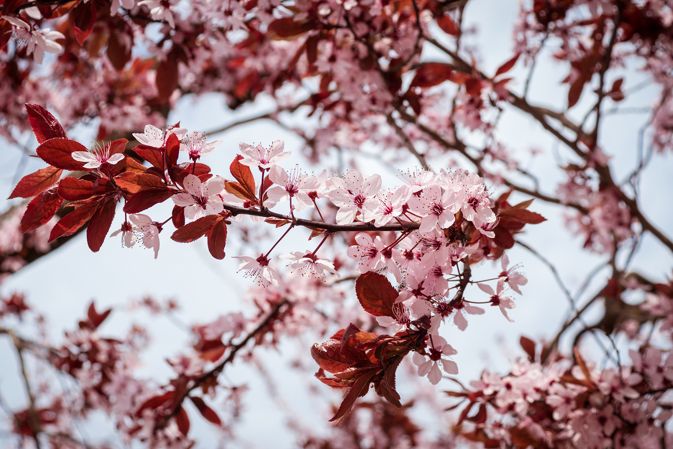 Kirschblüten Outdoor Fotografie Westerwald