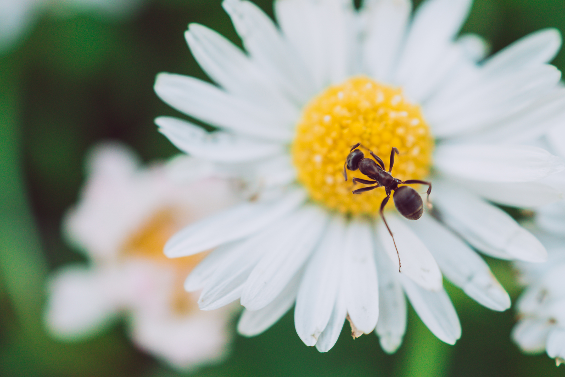 Makroaufnahme Ameise Outdoor Fotografie Westerwald