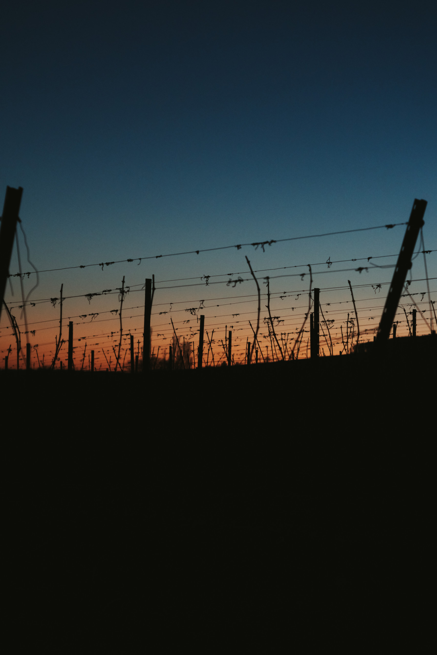 Sonnenuntergang Weinberge Natur | Reise | Fotografie