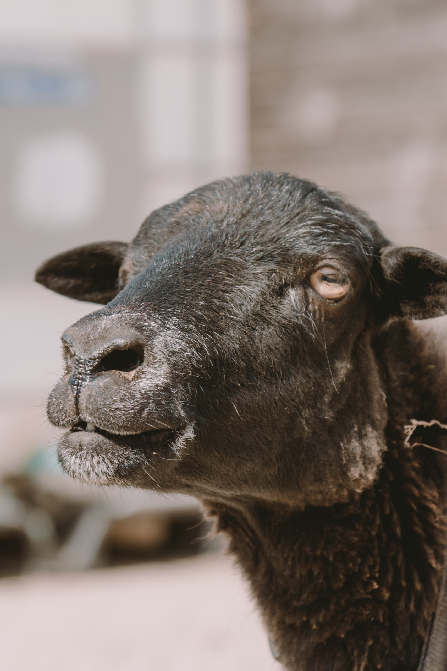 Tierheim Montabaur Tier | Fotografie | Shooting | Westerwald