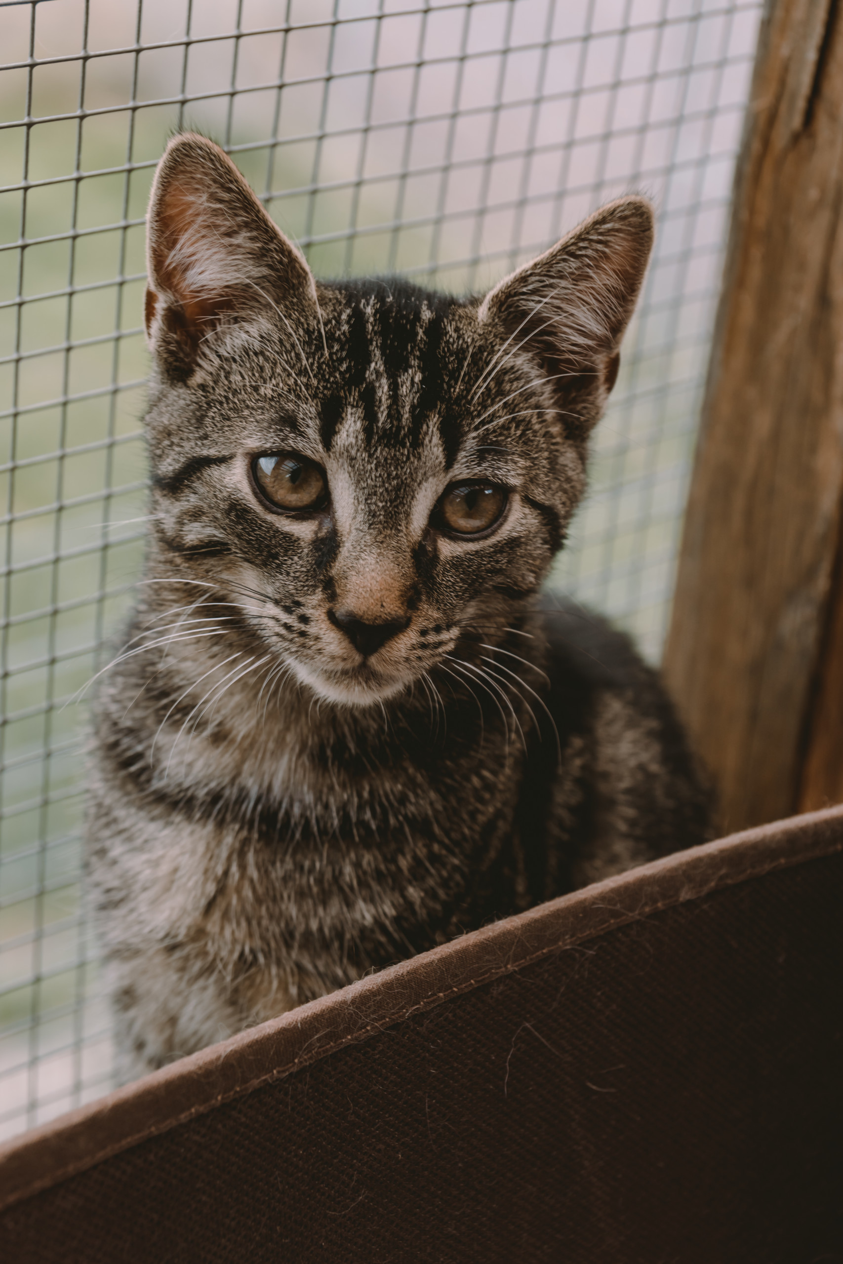 Tierheim Montabaur Tier | Fotografie | Shooting | Westerwald