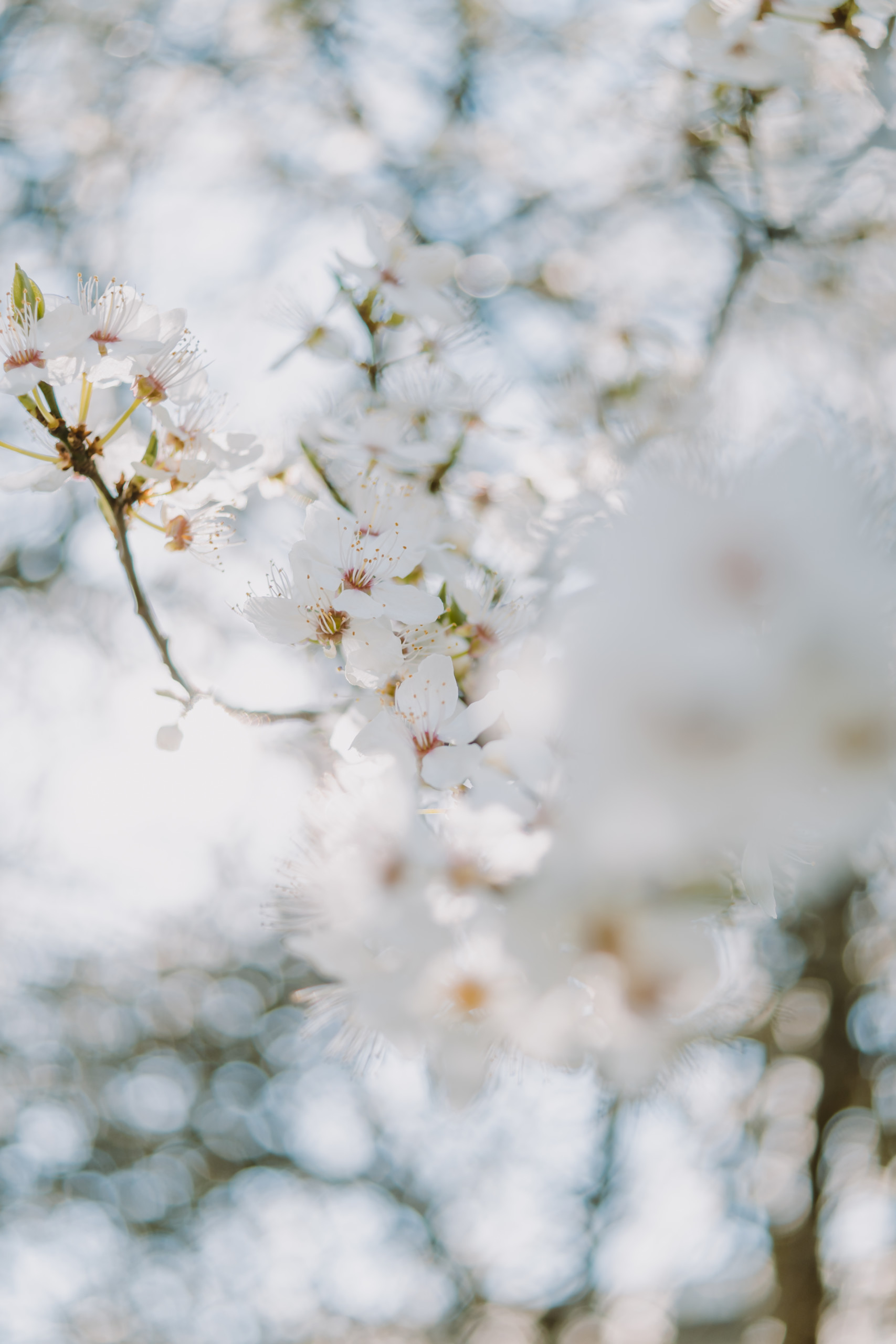 Apfelblüten Natur | Reise | Fotografie
