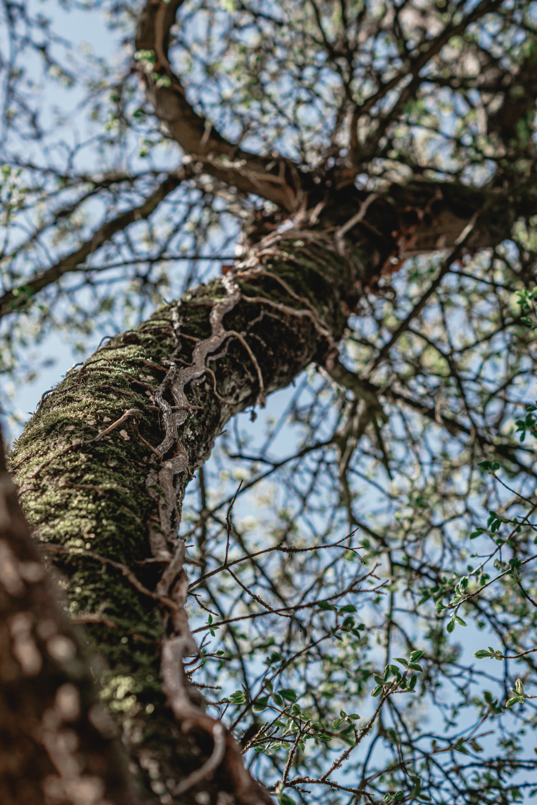 Baumkrone Natur | Reise | Fotografie